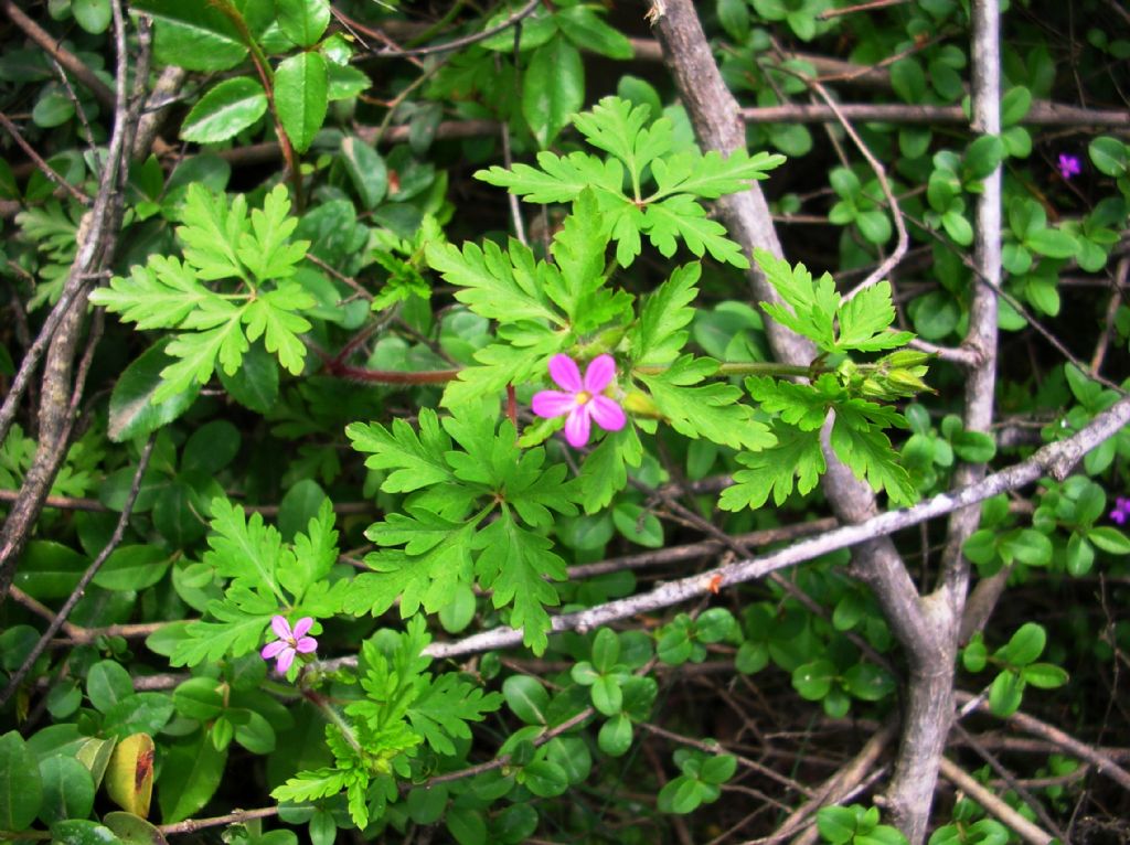 Geranium purpureum